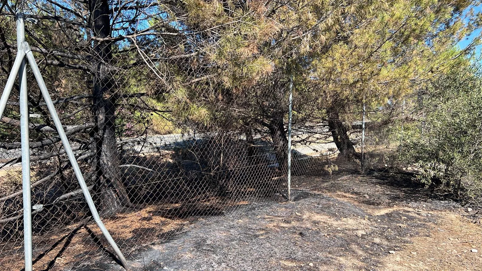 Varios pinos y unos mil metros cuadrados de pastos han sido afectados por el incendio