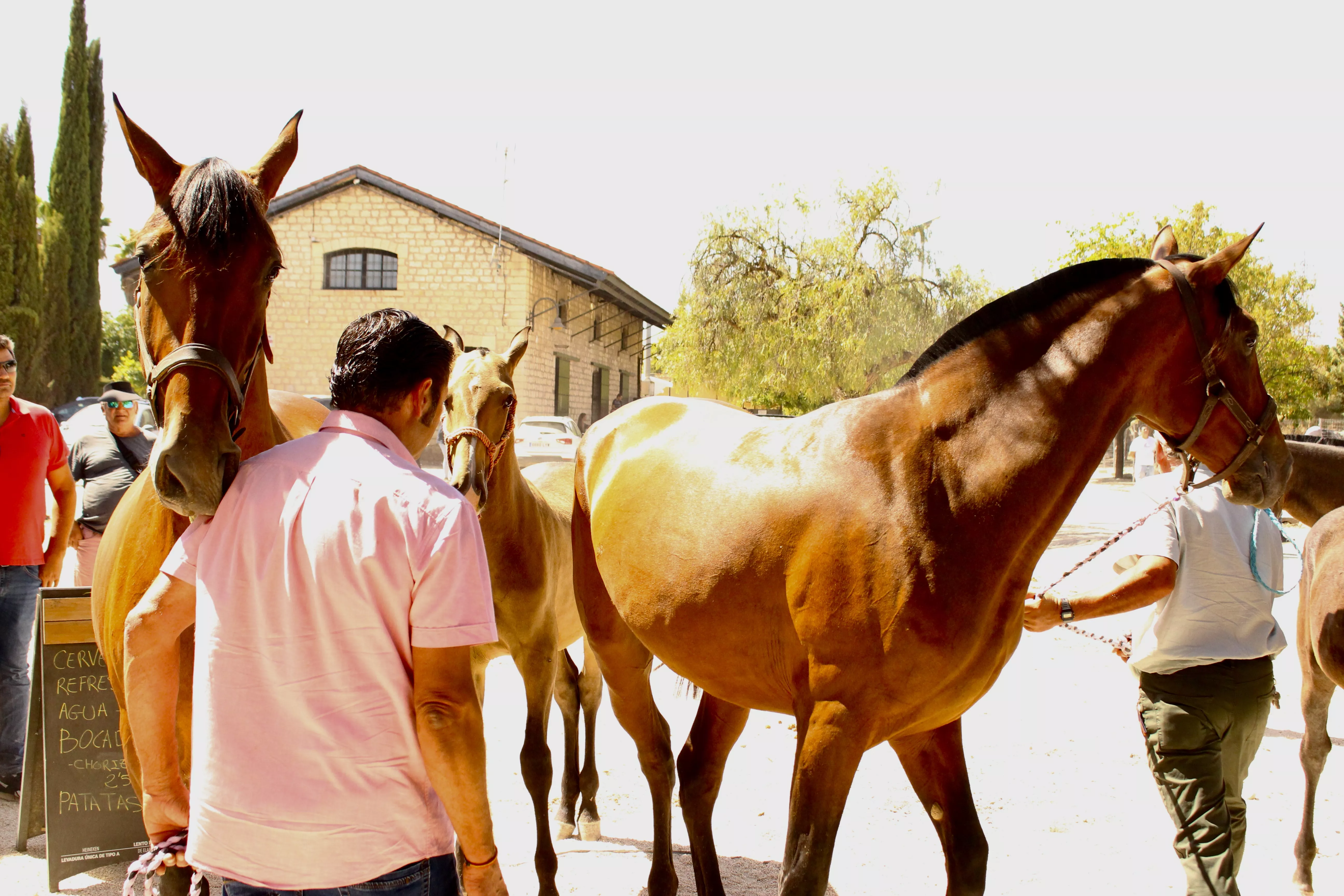 Feria de Ganado. Feria del Valle de Lucena 2024