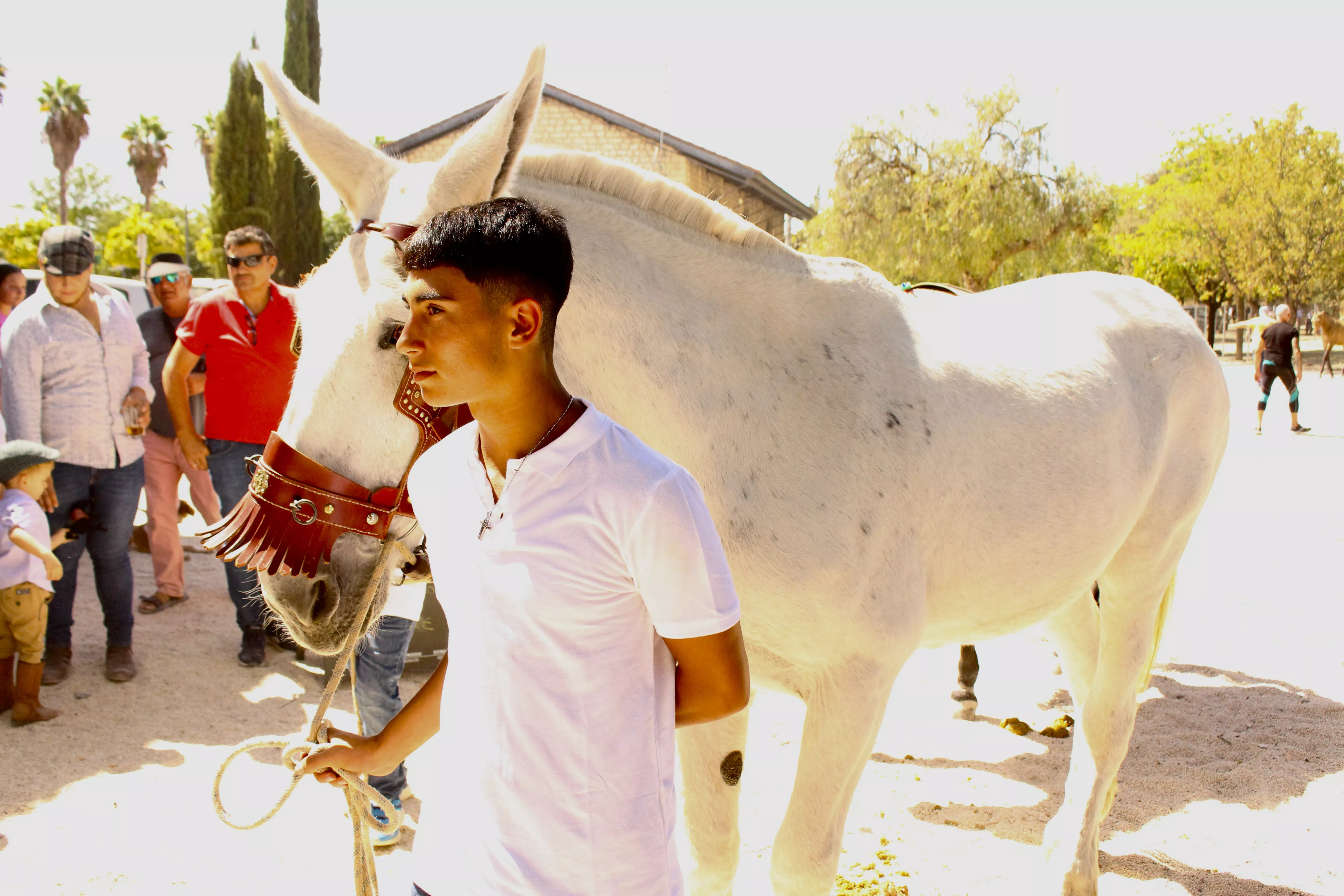 Feria de Ganado. Feria del Valle de Lucena 2024