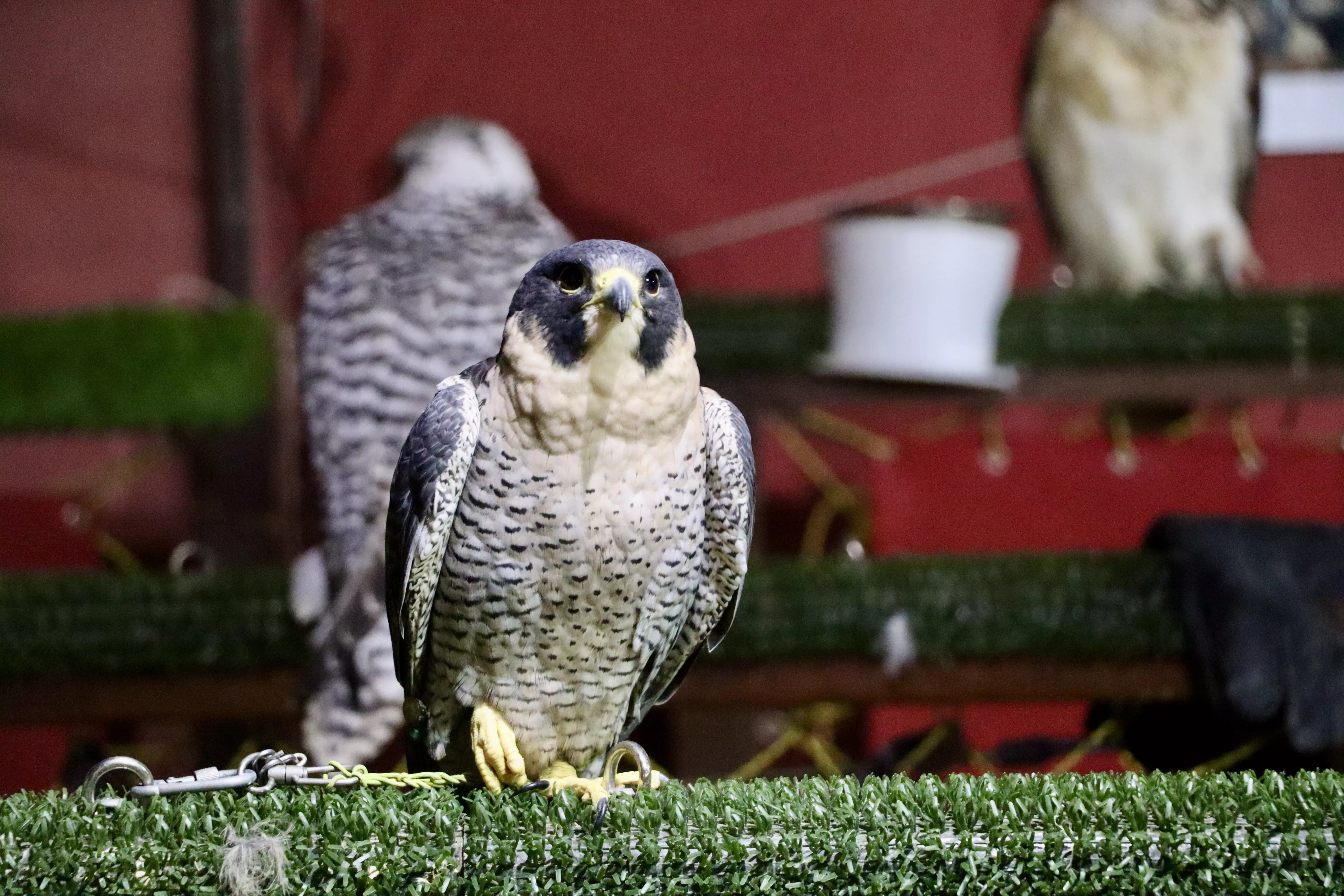 Mercado Medieval en Lucena 2024