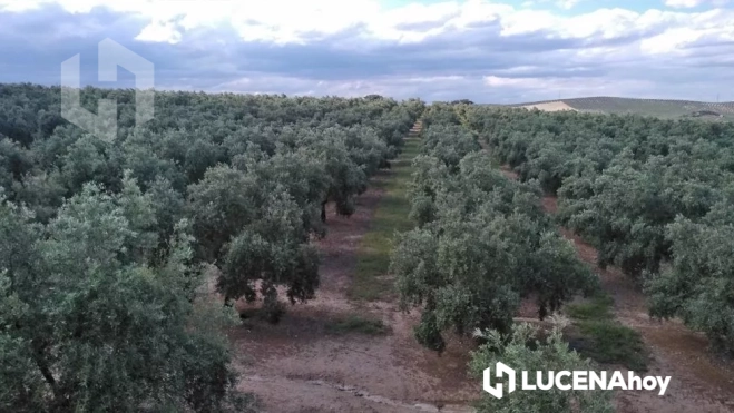 Zona de olivar en la que se construirán las plantas